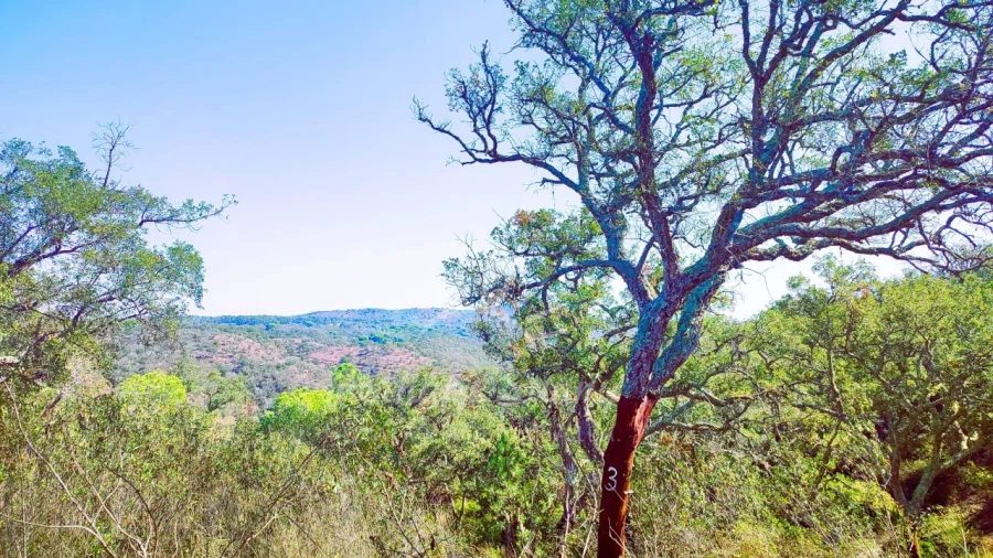Terreno Agricola ou Rústico para Venda em São Francisco da Serra Foto 12