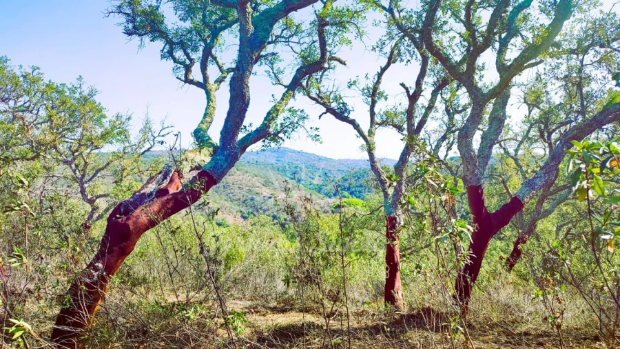 Terreno Agricola ou Rústico para Venda em São Francisco da Serra Foto 14