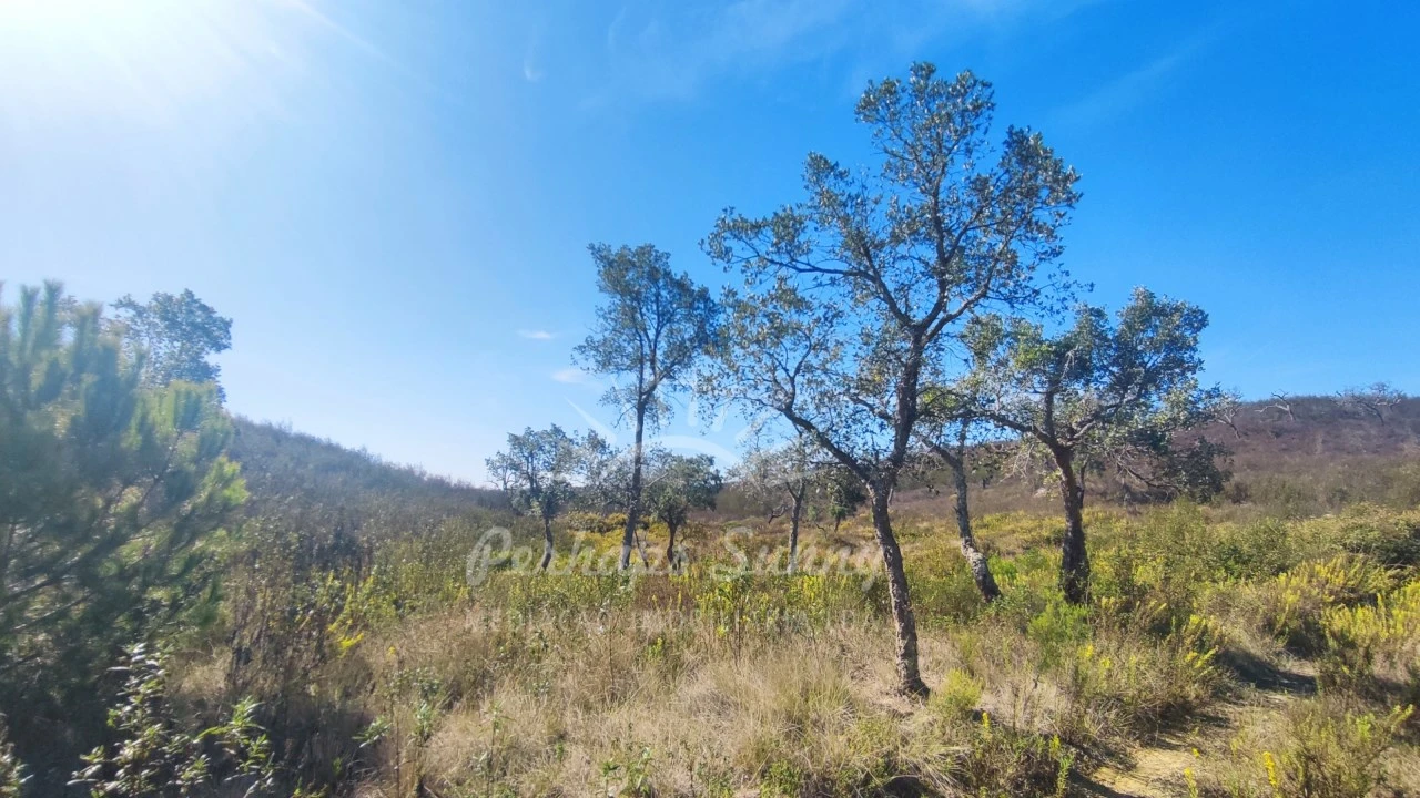 Terreno Agricola ou Rústico para Venda em Santiago do Cacém, Santa Cruz e São Bartolomeu da Serra Foto 8
