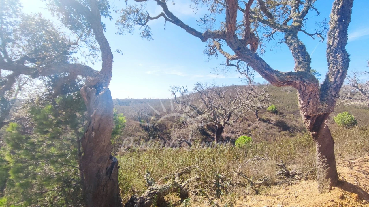 Terreno Agricola ou Rústico para Venda em Santiago do Cacém, Santa Cruz e São Bartolomeu da Serra Foto 20