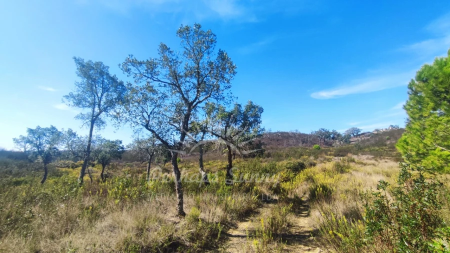 Terreno Agricola ou Rústico para Venda em Santiago do Cacém, Santa Cruz e São Bartolomeu da Serra Foto 2