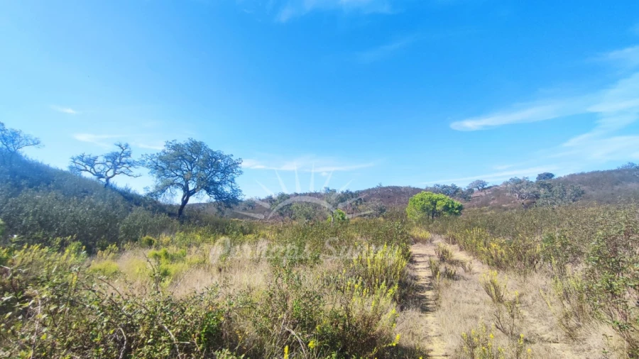 Terreno Agricola ou Rústico para Venda em Santiago do Cacém, Santa Cruz e São Bartolomeu da Serra Foto 3
