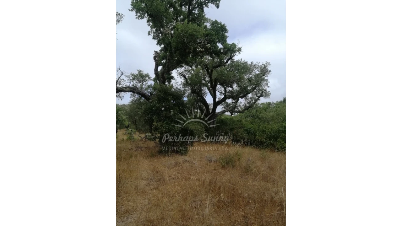 Terreno Agricola ou Rústico para Venda em Grândola e Santa Margarida da Serra Foto 4
