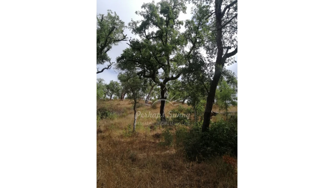 Terreno Agricola ou Rústico para Venda em Grândola e Santa Margarida da Serra Foto 8