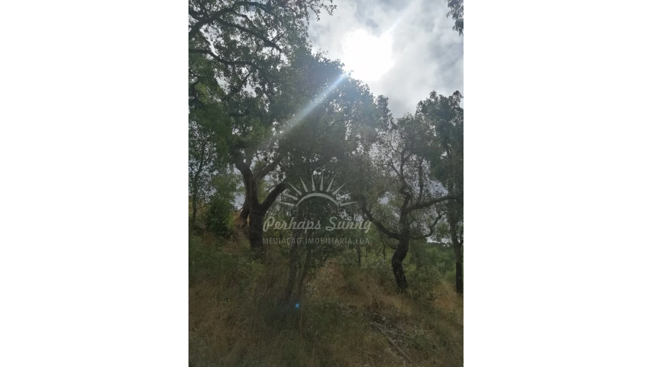 Terreno Agricola ou Rústico para Venda em Grândola e Santa Margarida da Serra Foto 3