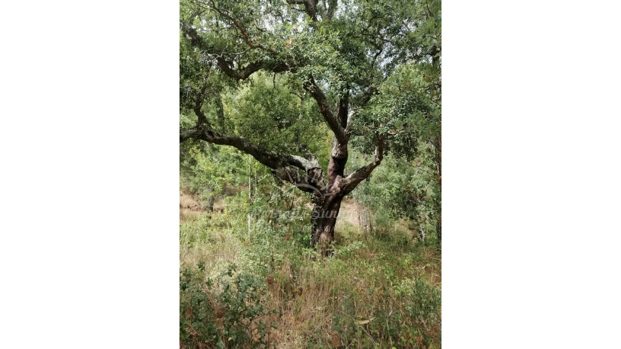 Terreno Agricola ou Rústico para Venda em Grândola e Santa Margarida da Serra Foto 1