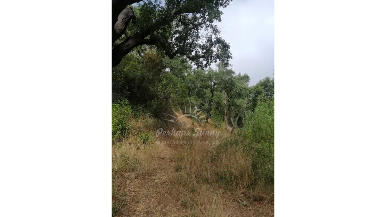 Terreno Agricola ou Rústico para Venda em Grândola e Santa Margarida da Serra Foto 6