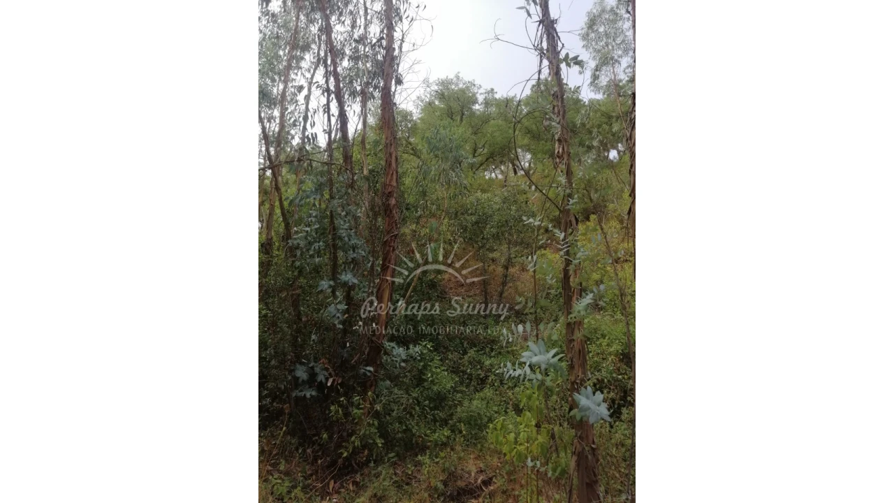 Terreno Agricola ou Rústico para Venda em Grândola e Santa Margarida da Serra Foto 12