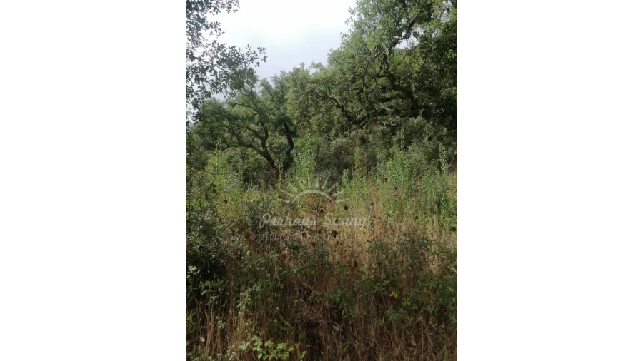 Terreno Agricola ou Rústico para Venda em Grândola e Santa Margarida da Serra Foto 7