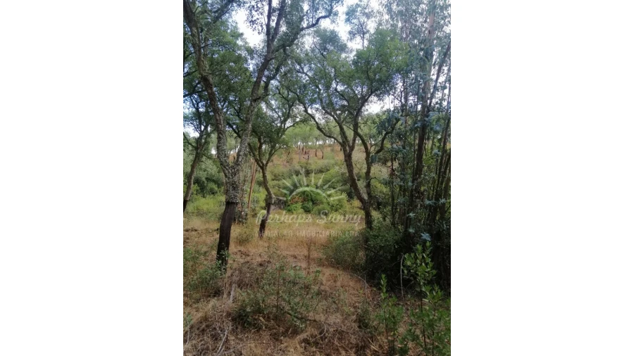 Terreno Agricola ou Rústico para Venda em Grândola e Santa Margarida da Serra Foto 2