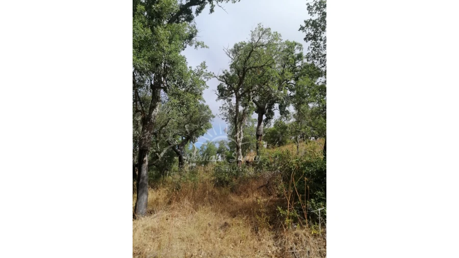 Terreno Agricola ou Rústico para Venda em Grândola e Santa Margarida da Serra Foto 9