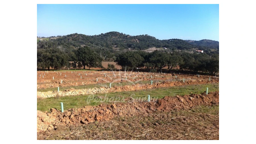 Quinta T1 para Venda em Colos Foto 4