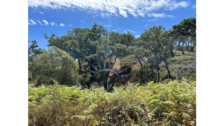 Quinta T1 para Venda em Colos Foto 11