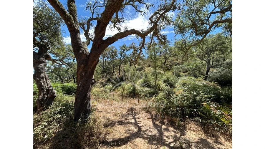 Quinta T1 para Venda em Colos Foto 23