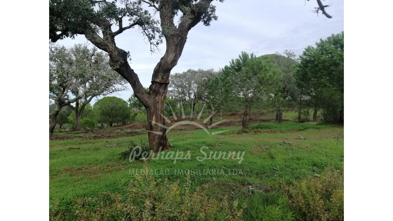 Terreno Agricola ou Rústico para Venda em Grândola e Santa Margarida da Serra Foto 9
