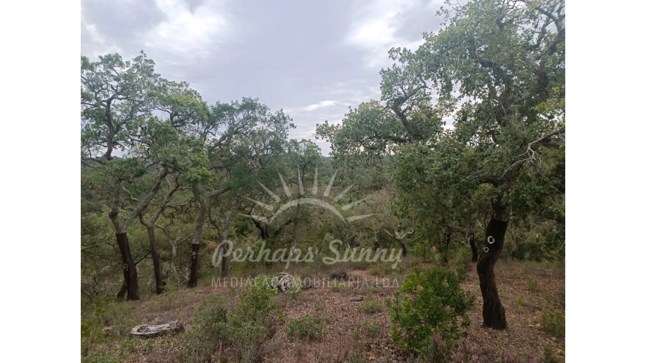 Terreno Agricola ou Rústico para Venda em São Francisco da Serra Foto 9