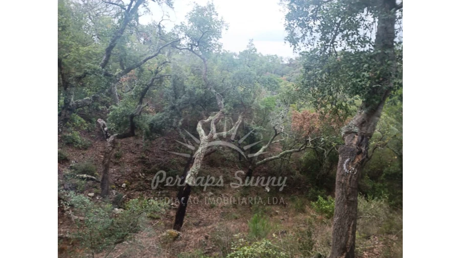 Terreno Agricola ou Rústico para Venda em São Francisco da Serra Foto 2