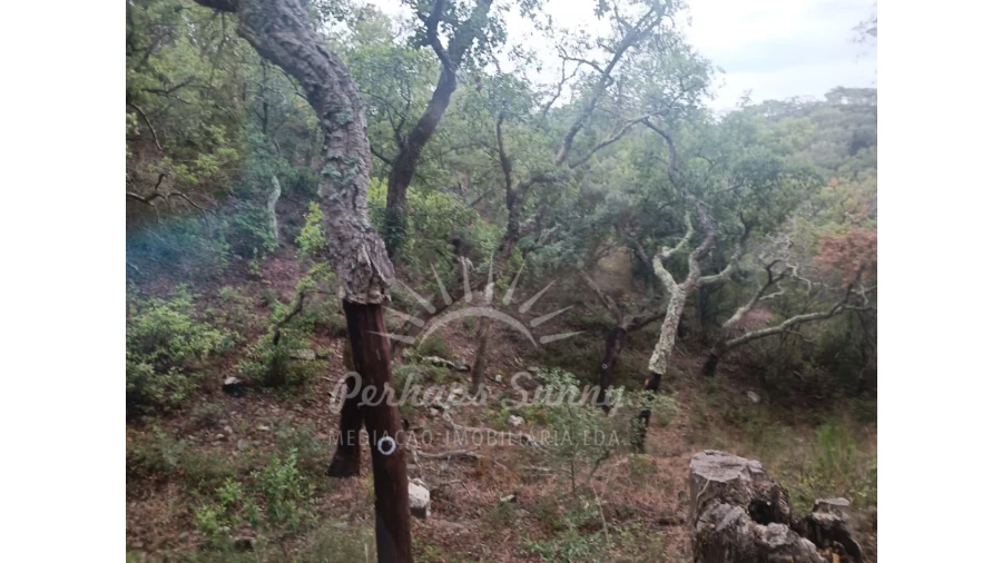 Terreno Agricola ou Rústico para Venda em São Francisco da Serra Foto 3