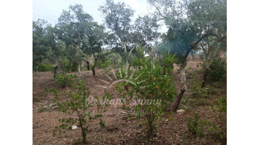 Terreno Agricola ou Rústico para Venda em São Francisco da Serra Foto 6