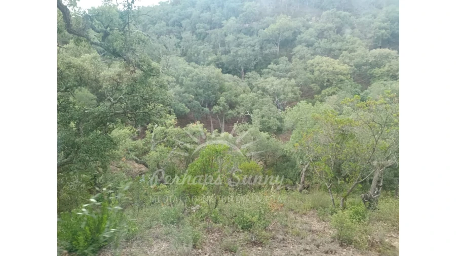 Terreno Agricola ou Rústico para Venda em São Francisco da Serra Foto 12
