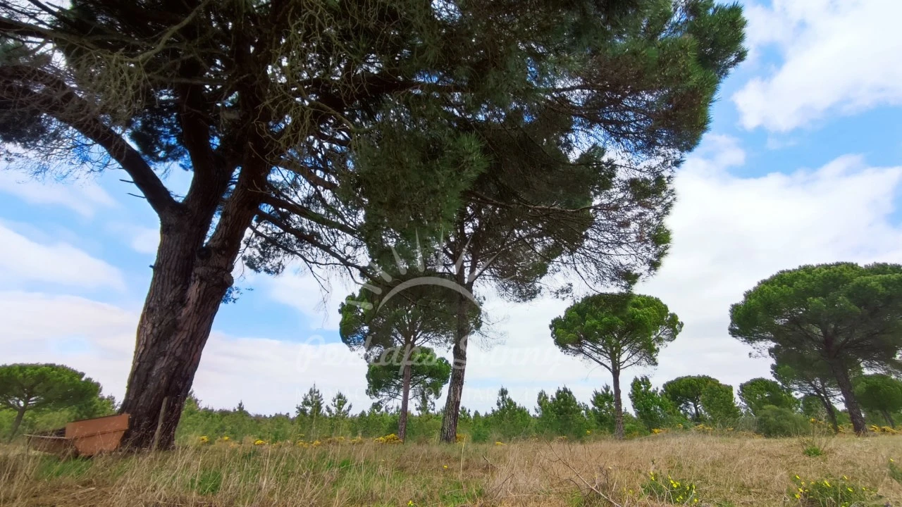 Terreno Misto para Venda em Grândola e Santa Margarida da Serra Foto 30