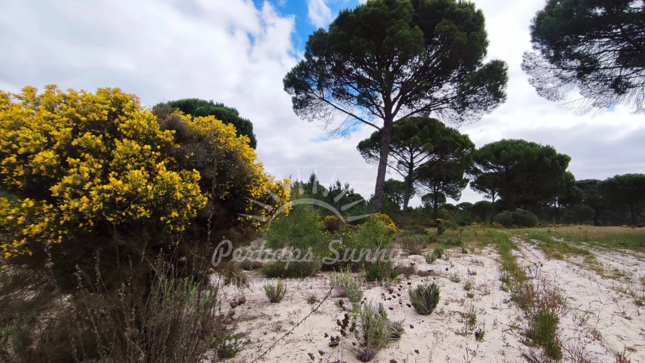 Terreno Misto para Venda em Grândola e Santa Margarida da Serra Foto 21