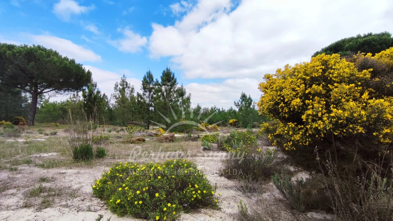 Terreno Misto para Venda em Grândola e Santa Margarida da Serra Foto 19