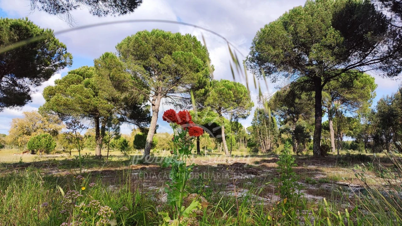 Terreno Misto para Venda em Grândola e Santa Margarida da Serra Foto 2