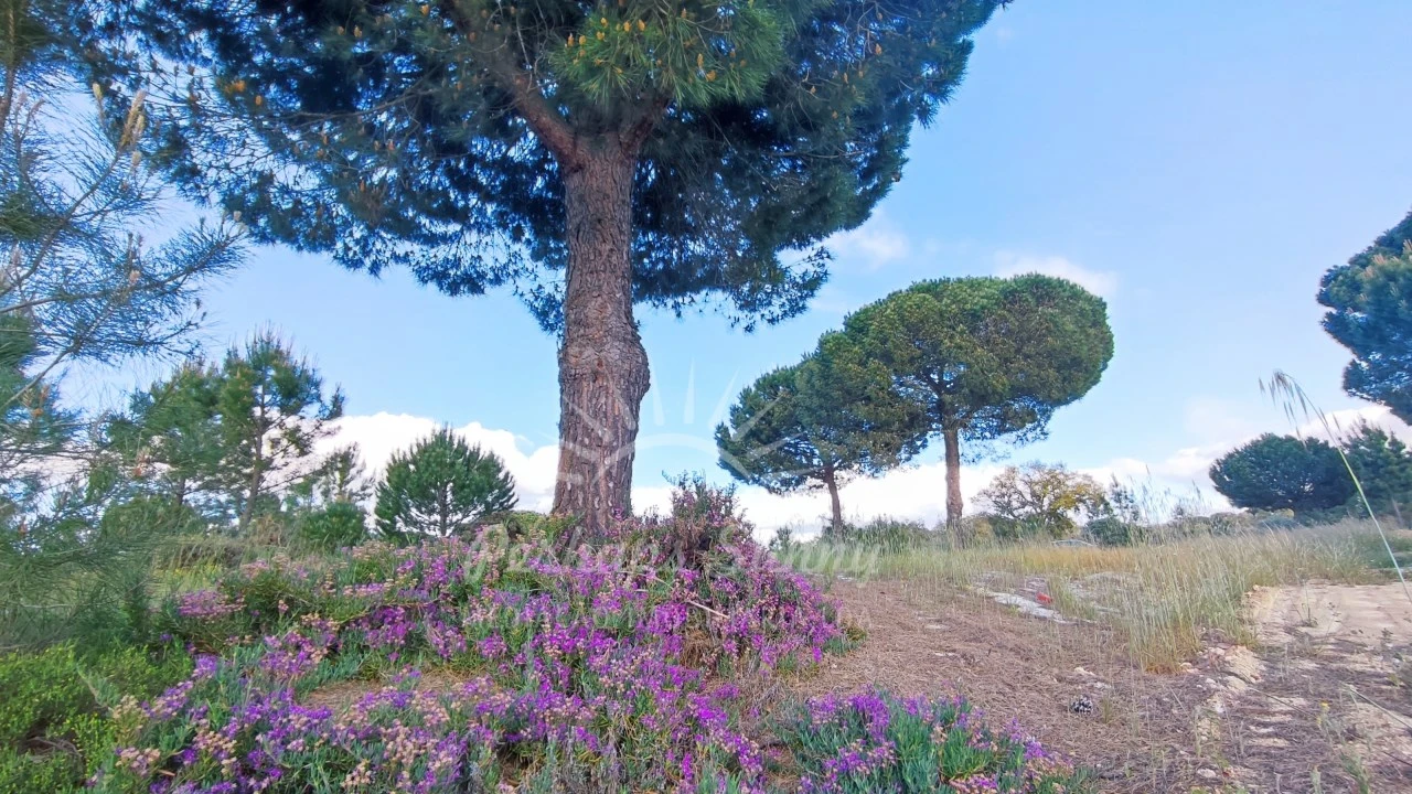 Terreno Misto para Venda em Grândola e Santa Margarida da Serra Foto 6