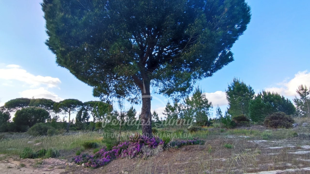 Terreno Misto para Venda em Grândola e Santa Margarida da Serra Foto 35