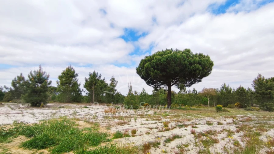 Terreno Misto para Venda em Grândola e Santa Margarida da Serra Foto 15