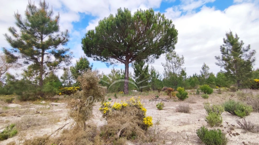 Terreno Misto para Venda em Grândola e Santa Margarida da Serra Foto 22