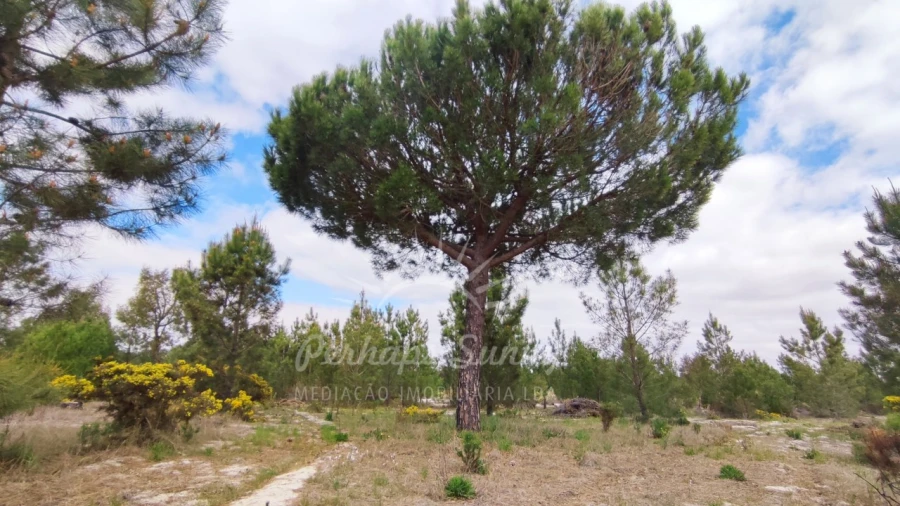 Terreno Misto para Venda em Grândola e Santa Margarida da Serra Foto 24