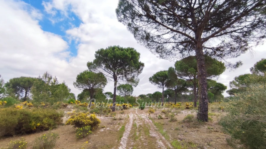 Terreno Misto para Venda em Grândola e Santa Margarida da Serra Foto 27