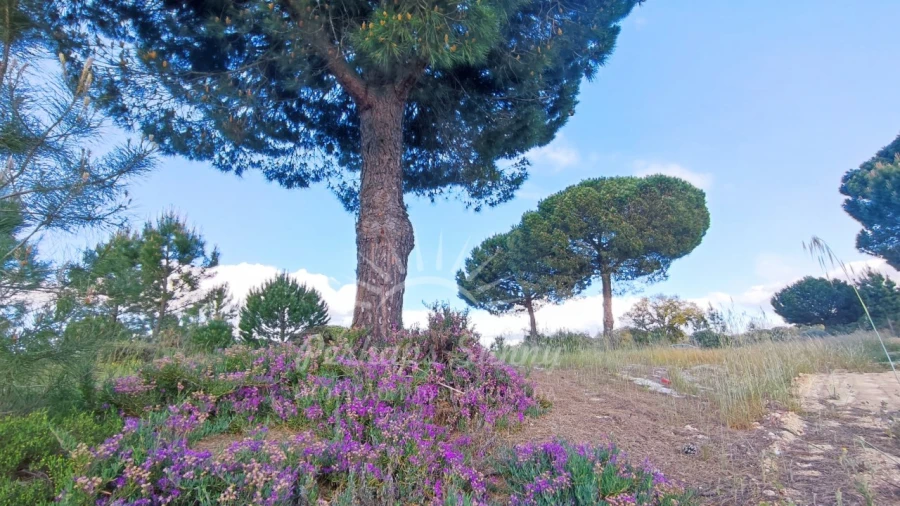 Terreno Misto para Venda em Grândola e Santa Margarida da Serra Foto 6