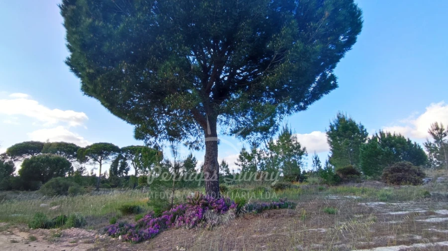 Terreno Misto para Venda em Grândola e Santa Margarida da Serra Foto 35