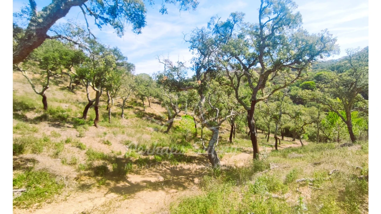 Terreno Agricola ou Rústico para Venda em Melides Foto 1