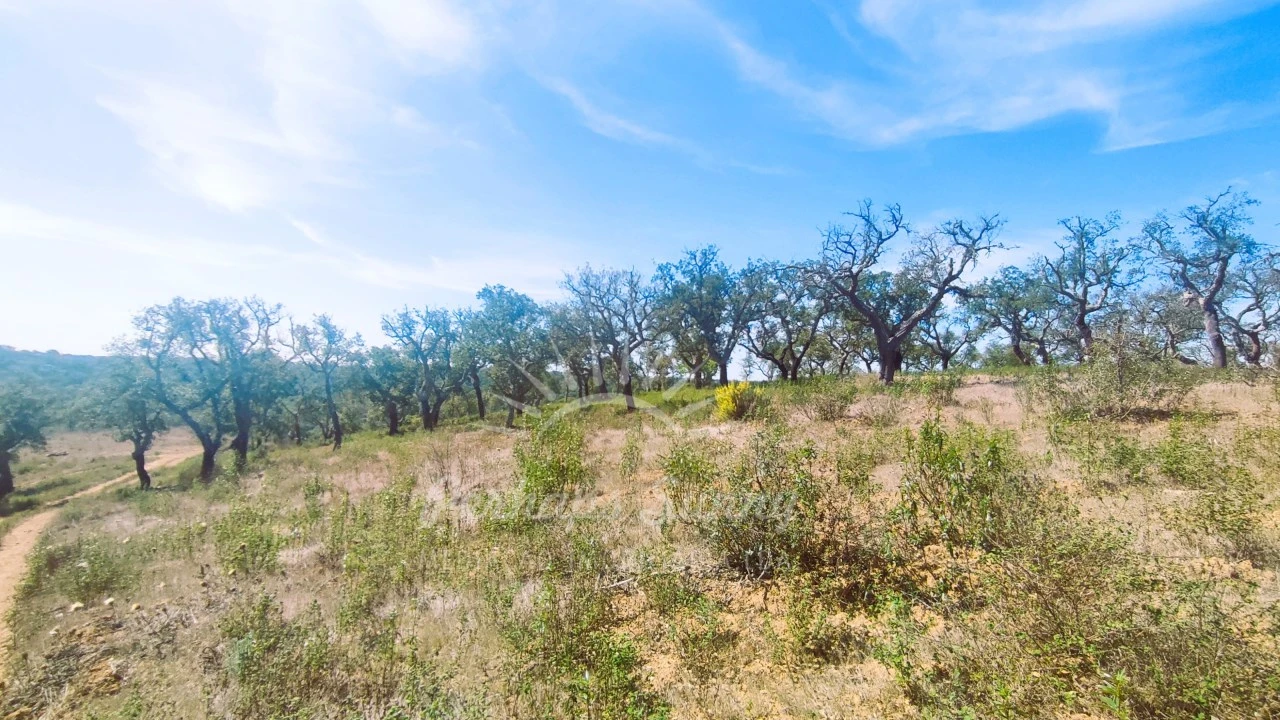 Terreno Agricola ou Rústico para Venda em Melides Foto 4