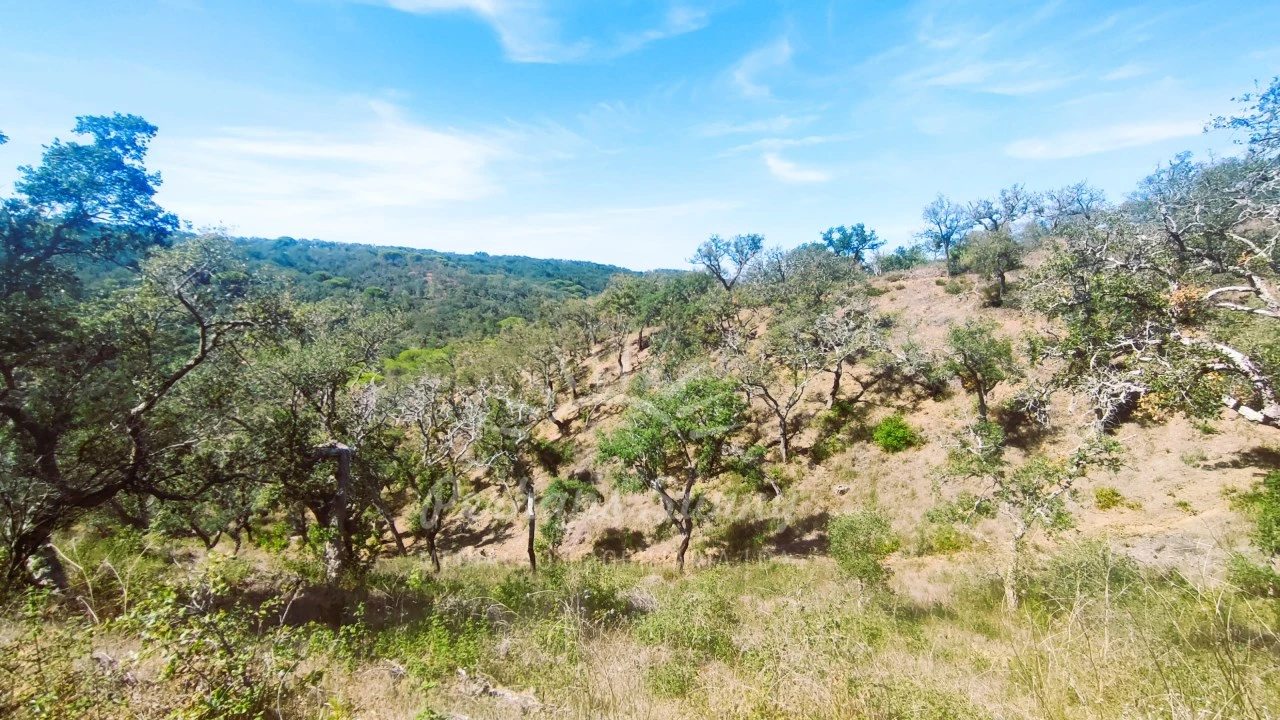 Terreno Agricola ou Rústico para Venda em Melides Foto 7