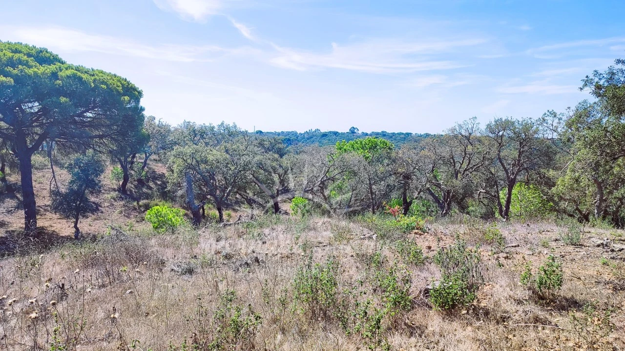Terreno Agricola ou Rústico para Venda em Melides Foto 10