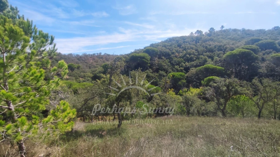 Terreno Agricola ou Rústico para Venda em Melides Foto 8