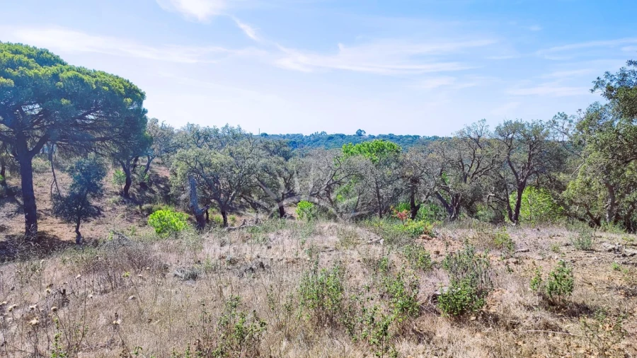 Terreno Agricola ou Rústico para Venda em Melides Foto 10