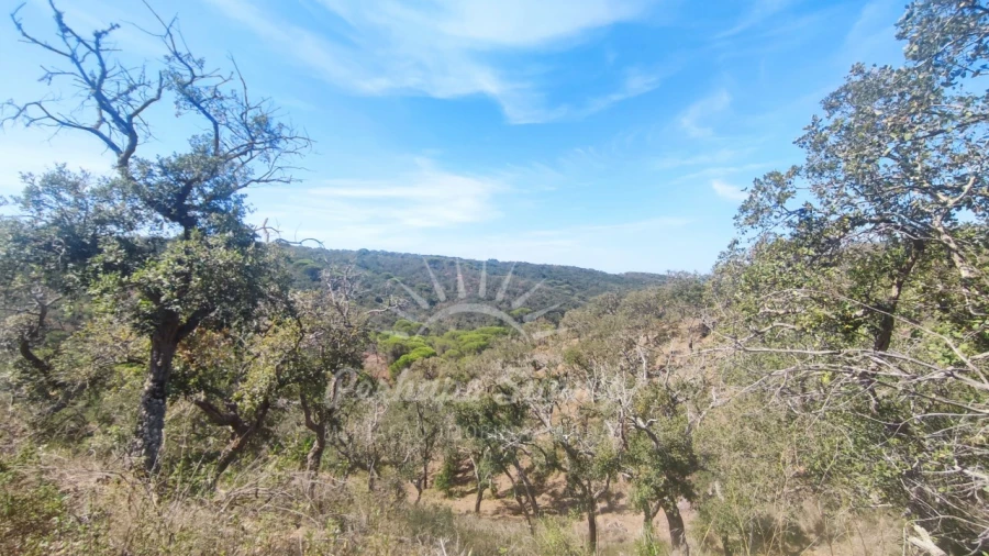 Terreno Agricola ou Rústico para Venda em Melides Foto 13