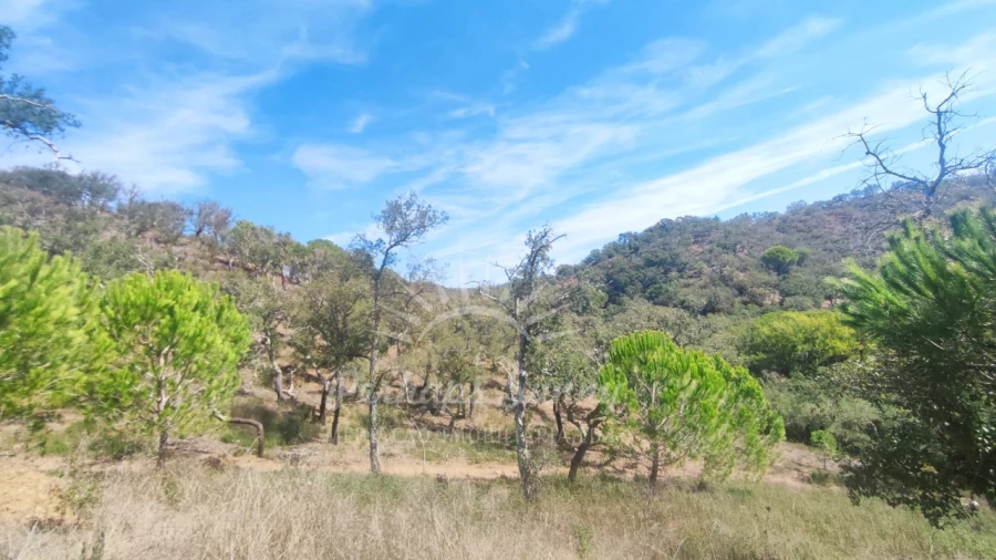 Terreno Agricola ou Rústico para Venda em Melides Foto 15