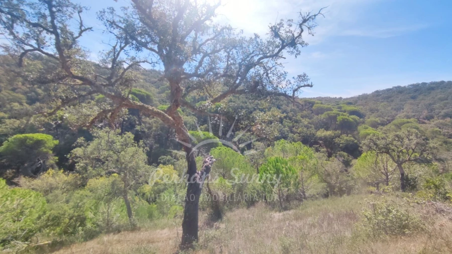Terreno Agricola ou Rústico para Venda em Melides Foto 16