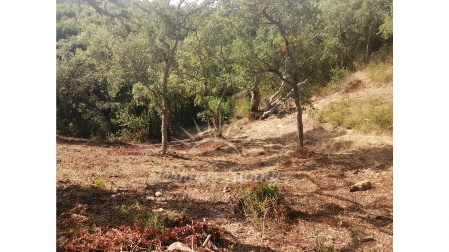 Terreno Misto para Venda em São Francisco da Serra Foto 6