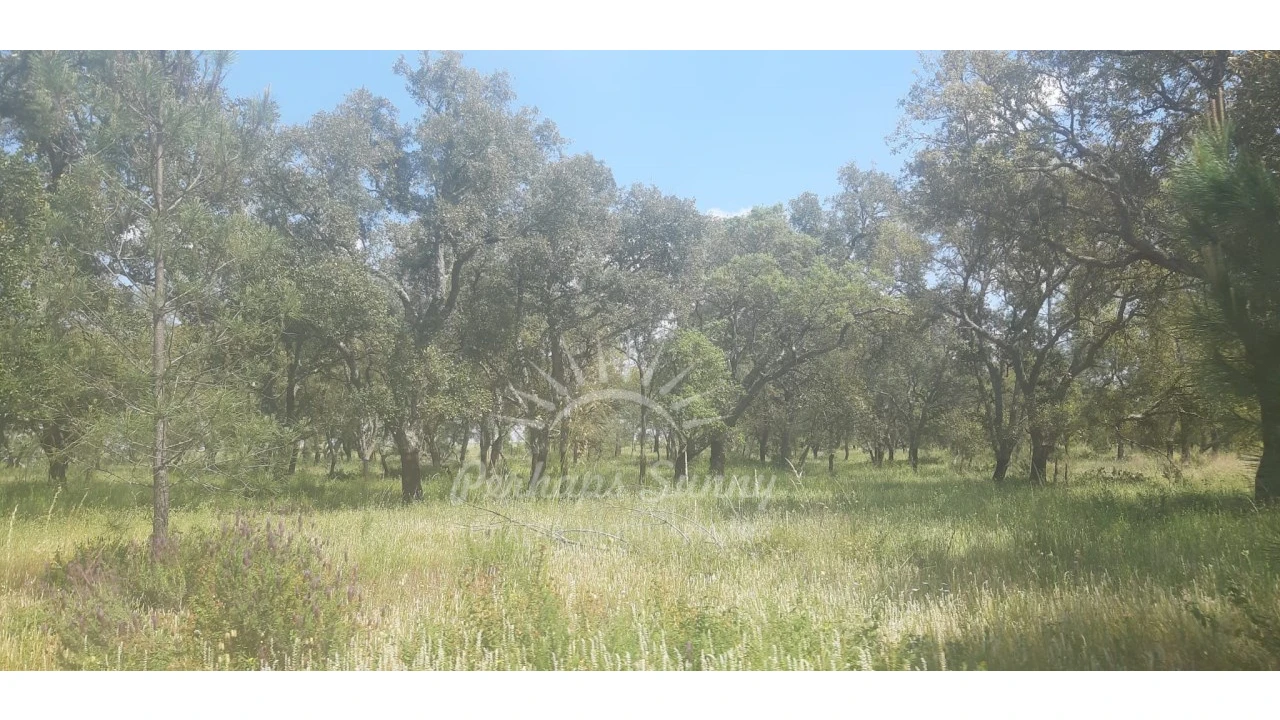 Terreno para Venda em Santa Maria do Castelo e Santiago e Santa Susana Foto 6