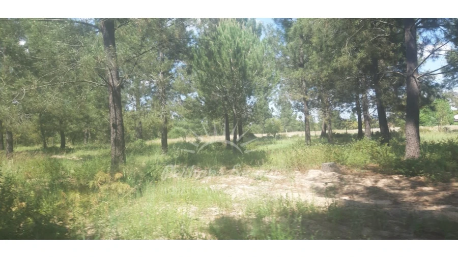 Terreno para Venda em Santa Maria do Castelo e Santiago e Santa Susana Foto 10