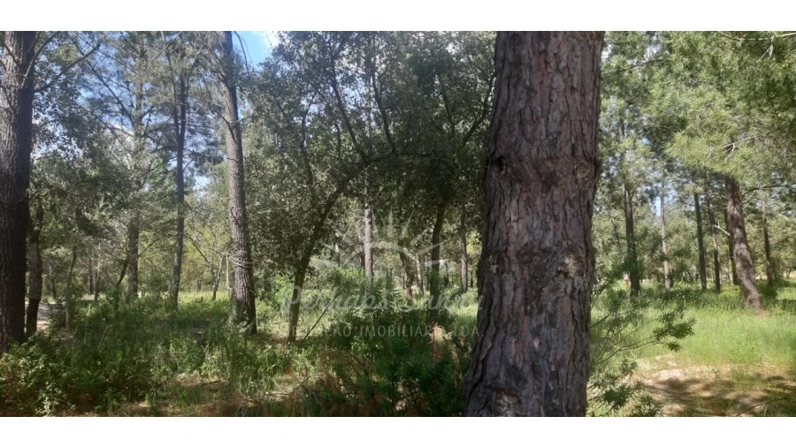 Terreno para Venda em Santa Maria do Castelo e Santiago e Santa Susana Foto 17