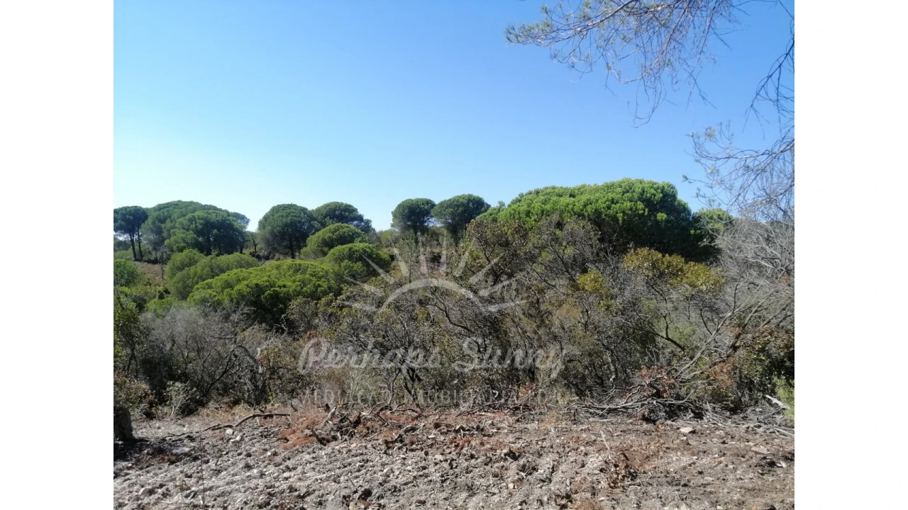 Terreno Agricola ou Rústico para Venda em Melides Foto 3